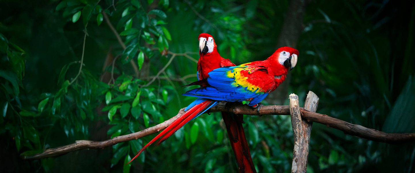 Preservación de la Biodiversidad Bloque 53