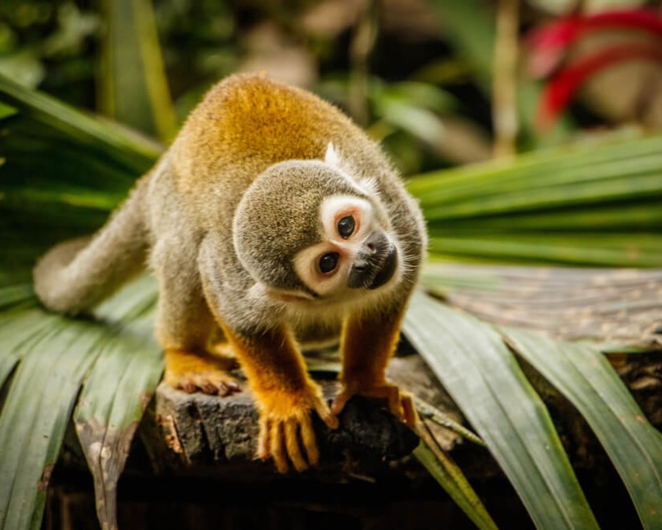Mono-ardilla-1
