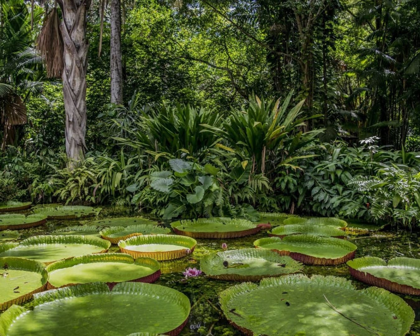 biodiversidad-del-amazonas