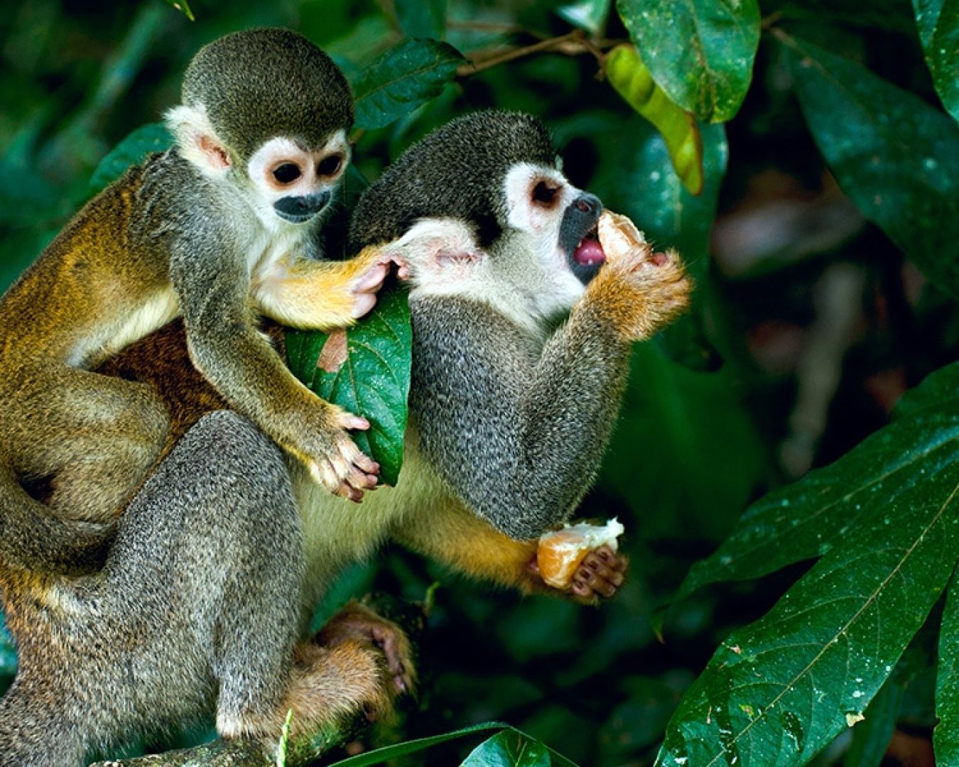 fauna-of-the-ecuadorian-amazon