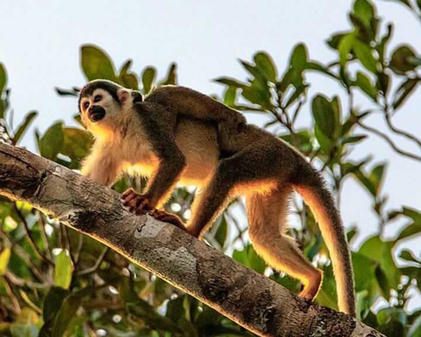 monkey-climbing-with-baby-amazon